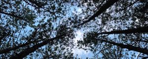 Preview wallpaper forest, trees, branches, bottom view, sky