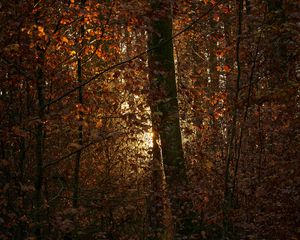 Preview wallpaper forest, trees, branches, leaves, light, sun