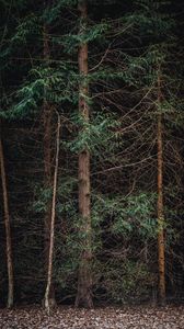Preview wallpaper forest, trees, branches, nature