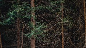 Preview wallpaper forest, trees, branches, nature