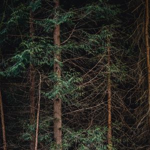 Preview wallpaper forest, trees, branches, nature