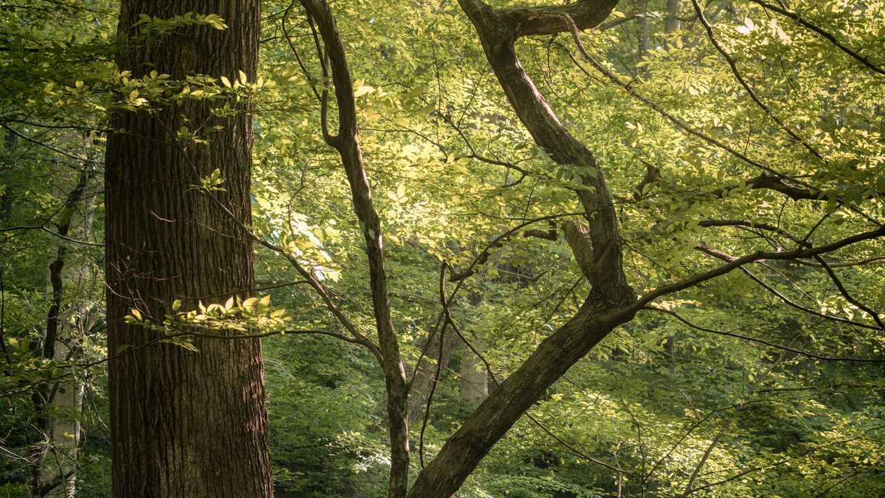 Wallpaper forest, trees, branches, nature, landscape