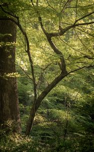 Preview wallpaper forest, trees, branches, nature, landscape