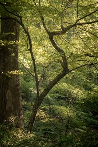 Preview wallpaper forest, trees, branches, nature, landscape