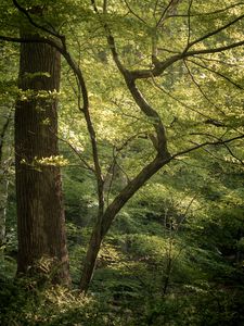 Preview wallpaper forest, trees, branches, nature, landscape