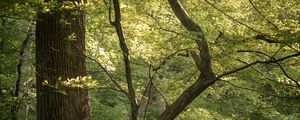 Preview wallpaper forest, trees, branches, nature, landscape