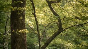 Preview wallpaper forest, trees, branches, nature, landscape
