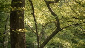 Preview wallpaper forest, trees, branches, nature, landscape