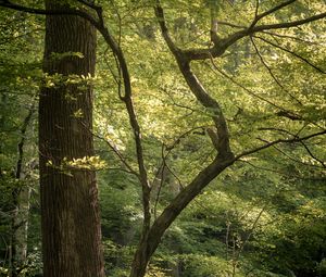 Preview wallpaper forest, trees, branches, nature, landscape