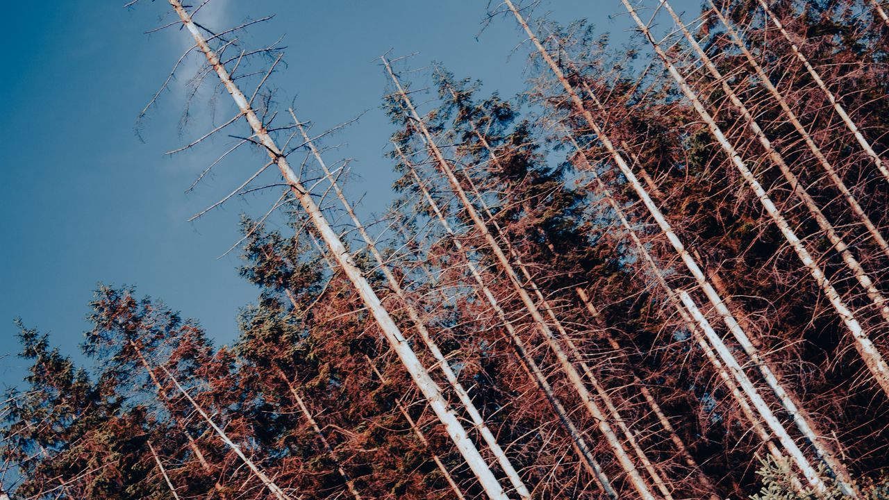 Wallpaper forest, trees, branches, landscape, nature