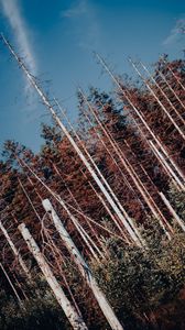 Preview wallpaper forest, trees, branches, landscape, nature