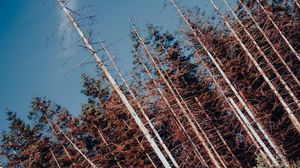 Preview wallpaper forest, trees, branches, landscape, nature