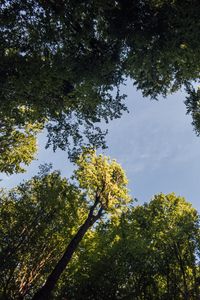 Preview wallpaper forest, trees, branches, sky, bottom view