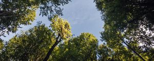 Preview wallpaper forest, trees, branches, sky, bottom view