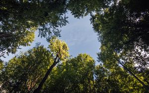 Preview wallpaper forest, trees, branches, sky, bottom view