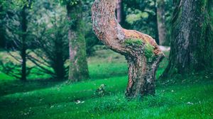 Preview wallpaper forest, trees, branches, nature, green