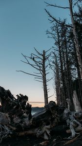 Preview wallpaper forest, trees, branches, twilight, nature