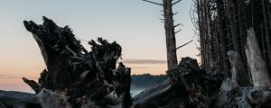 Preview wallpaper forest, trees, branches, twilight, nature