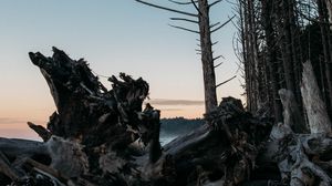 Preview wallpaper forest, trees, branches, twilight, nature