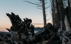 Preview wallpaper forest, trees, branches, twilight, nature