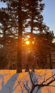 Preview wallpaper forest, trees, branches, sun, snow, winter