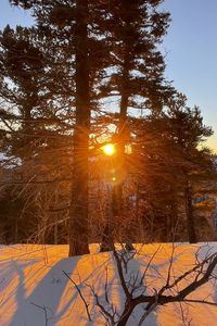 Preview wallpaper forest, trees, branches, sun, snow, winter
