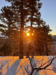 Preview wallpaper forest, trees, branches, sun, snow, winter