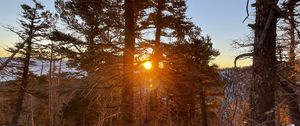 Preview wallpaper forest, trees, branches, sun, snow, winter