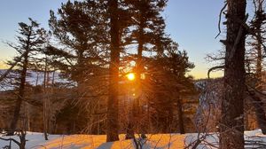 Preview wallpaper forest, trees, branches, sun, snow, winter