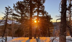 Preview wallpaper forest, trees, branches, sun, snow, winter