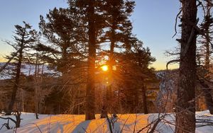 Preview wallpaper forest, trees, branches, sun, snow, winter