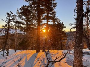 Preview wallpaper forest, trees, branches, sun, snow, winter
