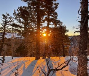 Preview wallpaper forest, trees, branches, sun, snow, winter