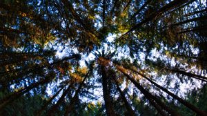 Preview wallpaper forest, trees, branches, bottom view, nature