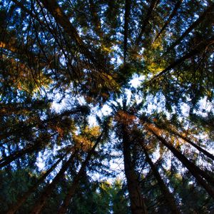 Preview wallpaper forest, trees, branches, bottom view, nature