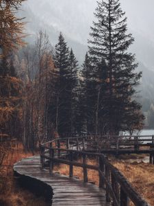 Preview wallpaper forest, trees, bridge, autumn