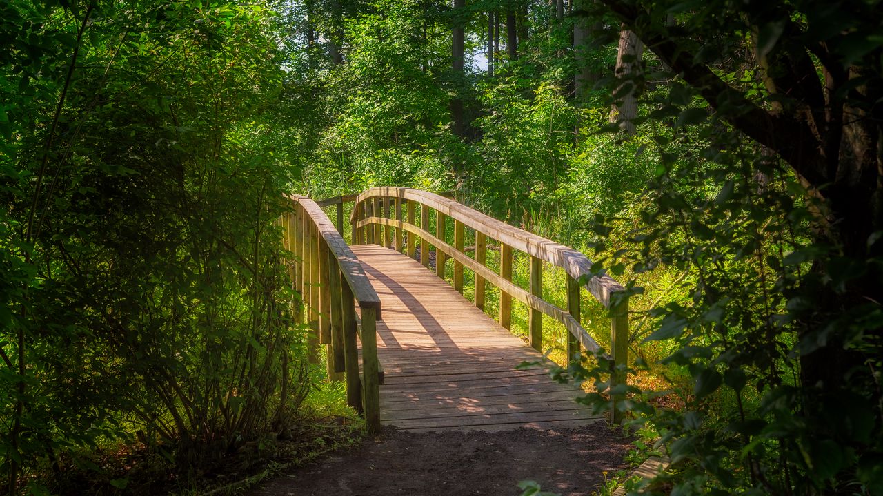 Wallpaper forest, trees, bridge, nature, landscape