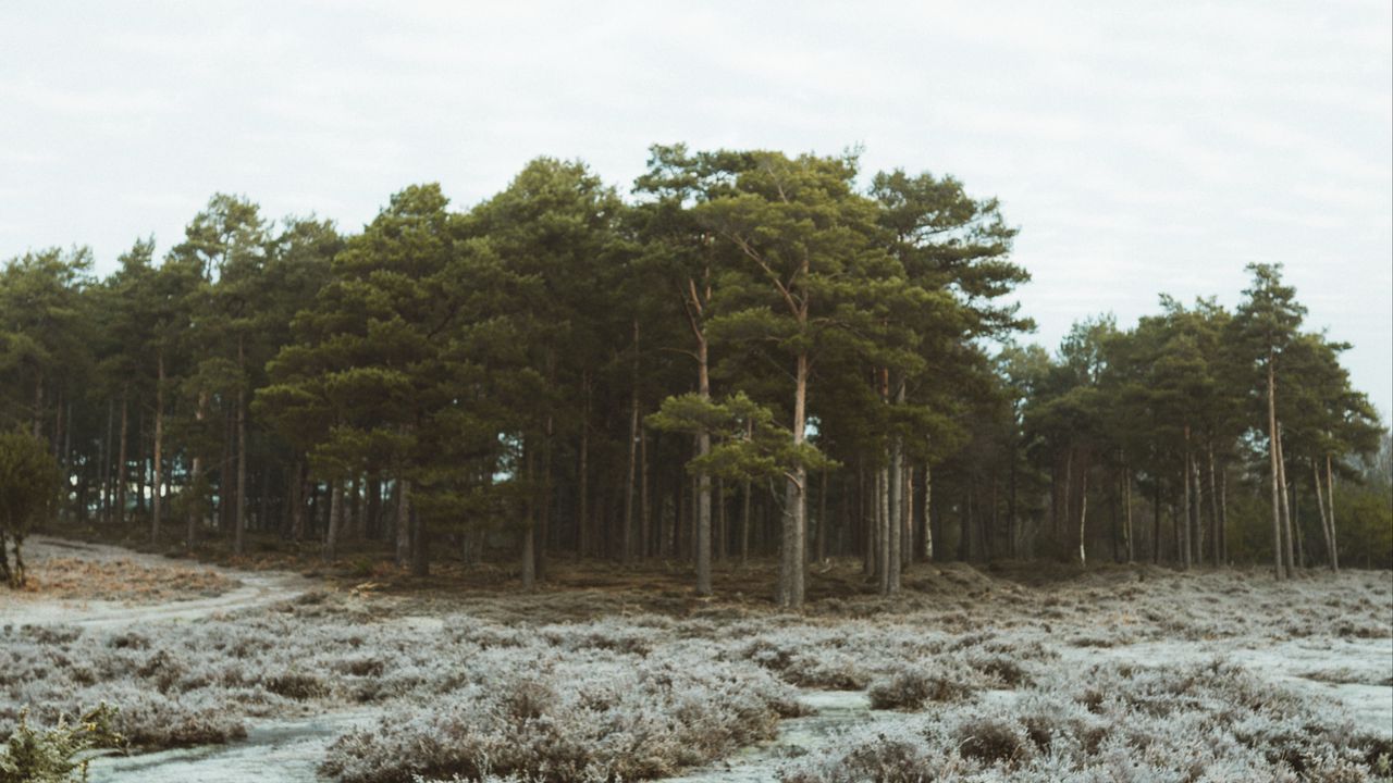 Wallpaper forest, trees, bushes, nature