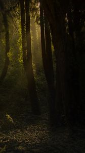 Preview wallpaper forest, trees, bushes, grass, rays