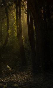 Preview wallpaper forest, trees, bushes, grass, rays