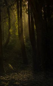 Preview wallpaper forest, trees, bushes, grass, rays