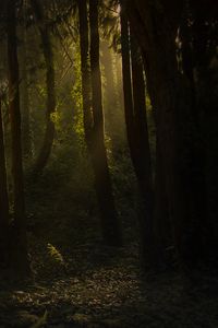 Preview wallpaper forest, trees, bushes, grass, rays