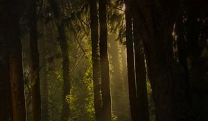 Preview wallpaper forest, trees, bushes, grass, rays