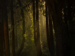 Preview wallpaper forest, trees, bushes, grass, rays