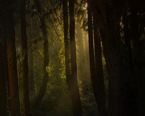 Preview wallpaper forest, trees, bushes, grass, rays