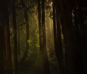 Preview wallpaper forest, trees, bushes, grass, rays