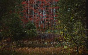 Preview wallpaper forest, trees, bushes, lake, autumn