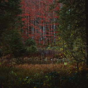 Preview wallpaper forest, trees, bushes, lake, autumn