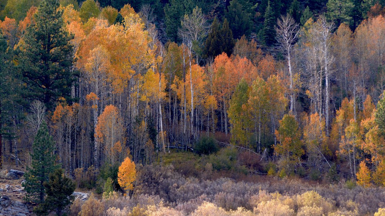Wallpaper forest, trees, bushes, autumn, nature