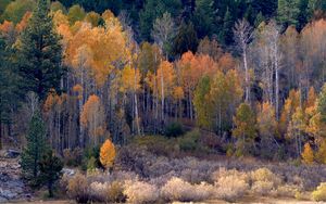 Preview wallpaper forest, trees, bushes, autumn, nature